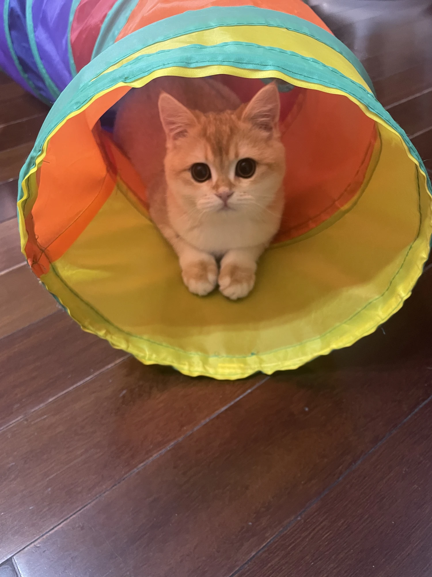 圆圆从彩色猫隧道里探出头来